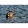 SIGMA 300-600mm f/4 DG OS Sports L-mount
