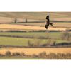 SIGMA 300-600mm f/4 DG OS Sports L-mount