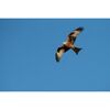 SIGMA 300-600mm f/4 DG OS Sports L-mount