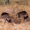 BUTEO PHOTO GEAR Abrigo Aquila III - Camuflado Castanho