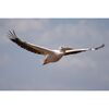 SONY FE 100-400 f/4.5 GM OSS