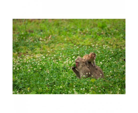 SIGMA 100-400mm F5-6.3 (C) DG DN OS para Fufifilm X