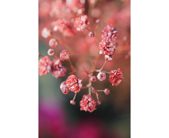 CANON EOS R50 + RF-S 18-150mm F3.5-6.3 IS STM
