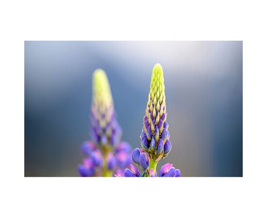 NIKON Nikkor Z 70-200mm f/2.8 VR S