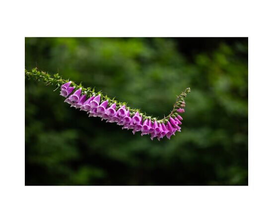 SIGMA AF 28-105mm f/2.8 DG DN A - L Mount