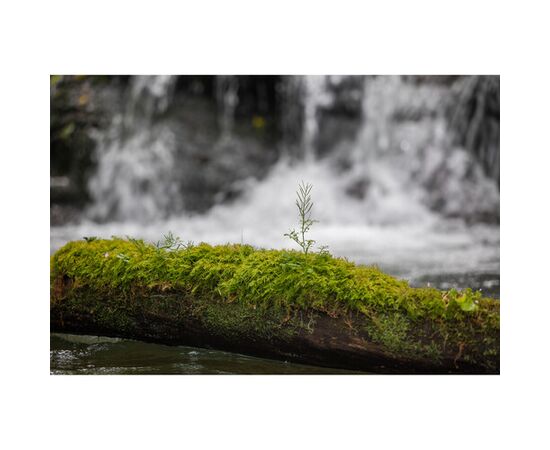 SIGMA AF 28-105mm f/2.8 DG DN A - L Mount