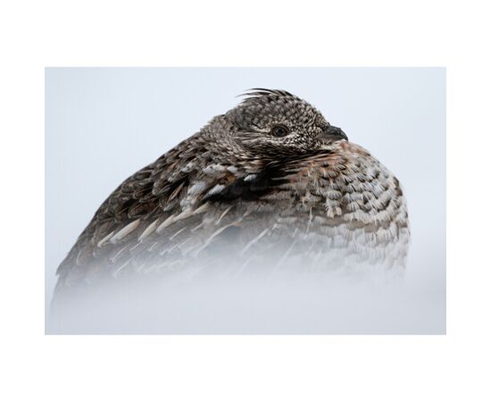 NIKON Z8 + 24-120mm f/4 S