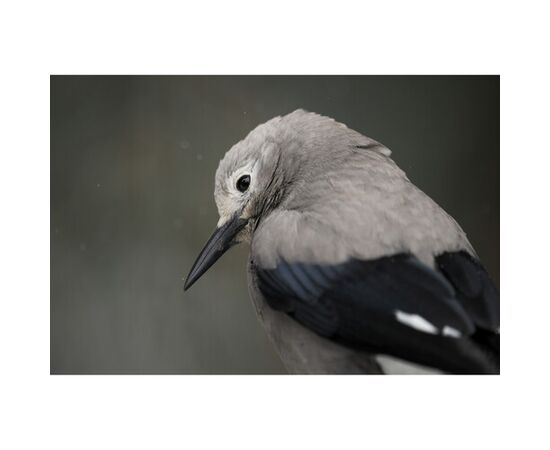 NIKON Z8 + 24-120mm f/4 S