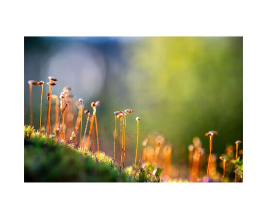 NIKON Nikkor  Z 135mm f/1.8 S Plena