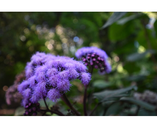 NIKON Nikkor Z 14-30mm f/4 S