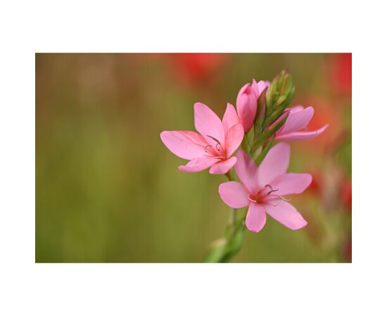 NIKON Nikkor Z 70-180mm f2.8