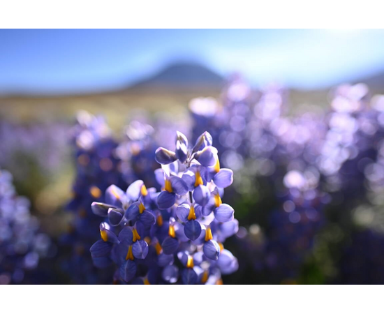 NIKON Nikkor Z 20mm f1.8 S