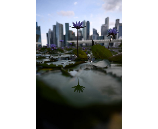 NIKON Nikkor Z 24mm f/1.8 S