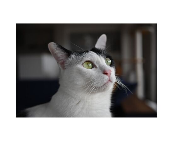 NIKON Nikkor Z 24mm f/1.7