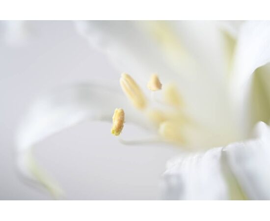 NIKON Nikkor Macro 105mm f/2.8 VR S
