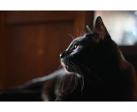 NIKON Nikkor Z 28-75mm f/2.8