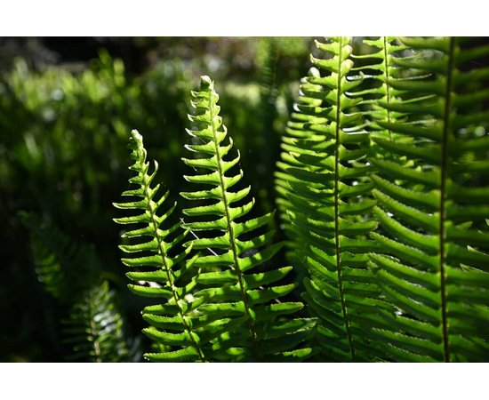 NIKON Nikkor Z 14-30mm f/4 S