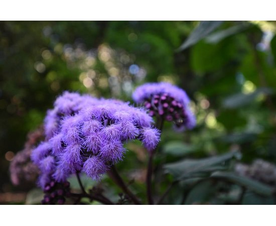 NIKON Nikkor Z 14-30mm f/4 S