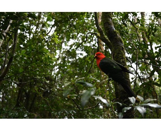 NIKON Nikkor Z 14-30mm f/4 S