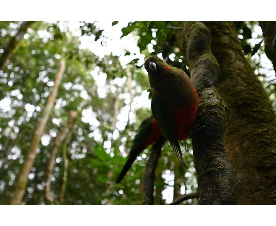 NIKON Nikkor Z 14-30mm f/4 S