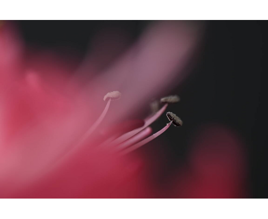 NIKON Nikkor Macro 105mm f/2.8 VR S