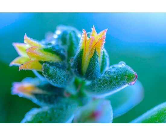 NIKON Nikkor Macro 105mm f/2.8 VR S