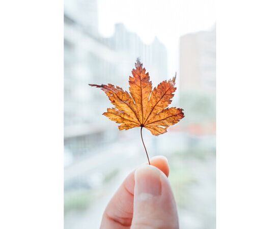 NIKON Nikkor Z 28-75mm f/2.8