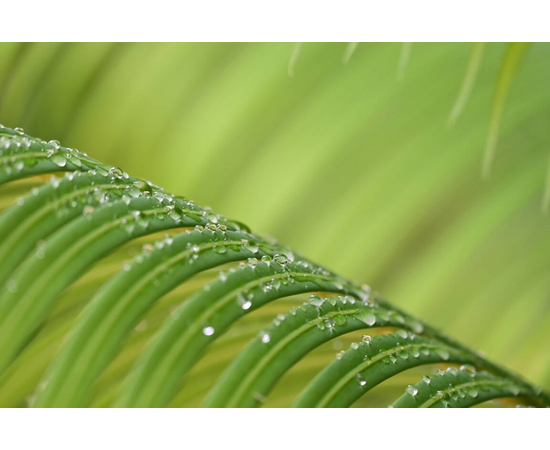 NIKON Nikkor Z 24-200mm f/4-6.3 VR