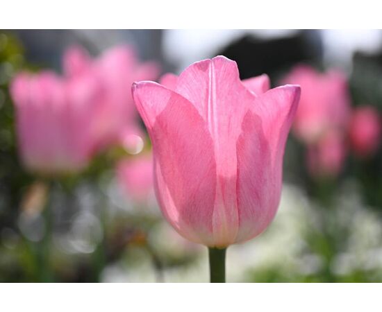 NIKON Nikkor Z Macro 50mm f/2.8