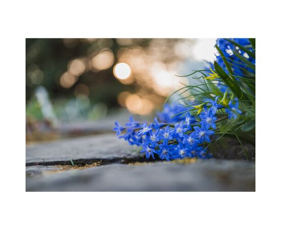 NIKON Nikkor Z Macro 50mm f/2.8