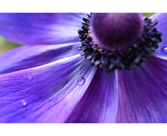 NIKON Nikkor Z Macro 50mm f/2.8