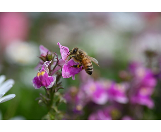 NIKON Nikkor Z Macro 50mm f/2.8