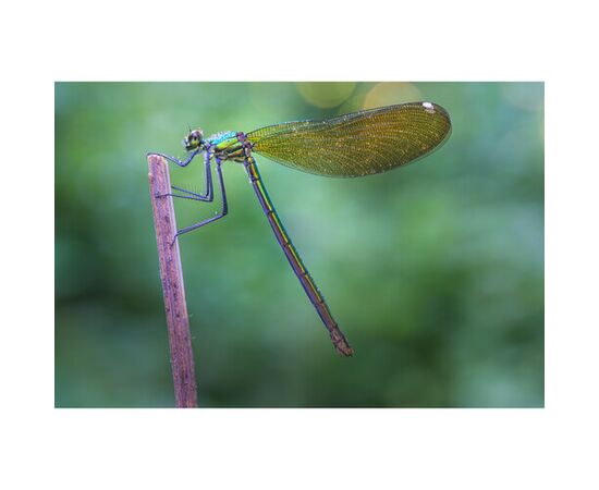 LAOWA 90mm f/2.8 2x Ultra Macro APO - Canon RF