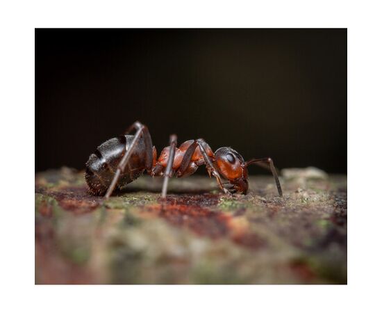 LAOWA 90mm f/2.8 2x Ultra Macro APO - Canon RF