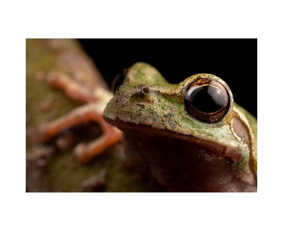 LAOWA 90mm f/2.8 2x Ultra Macro APO - Canon RF