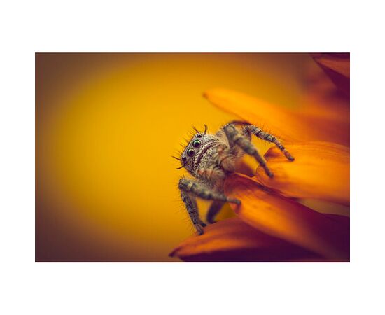 LAOWA 90mm f/2.8 2x Ultra Macro APO - Canon RF
