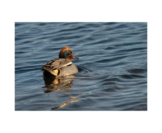 SIGMA 300-600mm f/4 DG OS Sports