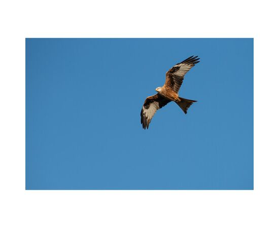 SIGMA 300-600mm f/4 DG OS Sports L-mount