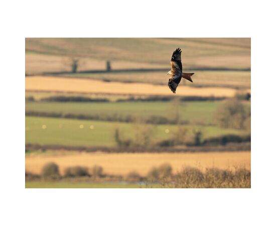 SIGMA 300-600mm f/4 DG OS Sports L-mount