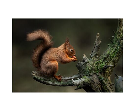 SIGMA 300-600mm f/4 DG OS Sports L-mount