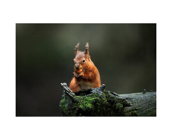 SIGMA 300-600mm f/4 DG OS Sports L-mount