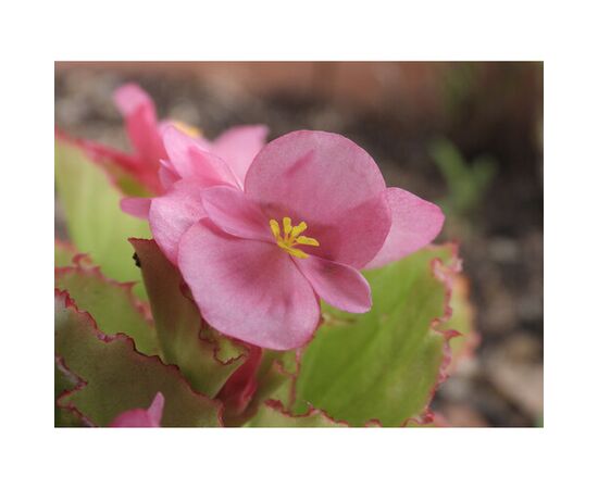 NIKON Coolpix P1100