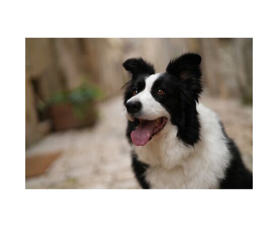 SONY α7CR - Corpo (Preto)