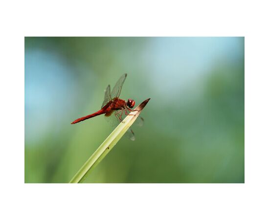 SONY α7CR - Corpo (Preto)