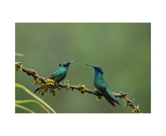 SONY FE FE 400-800mm f/6.3-8 G OSS