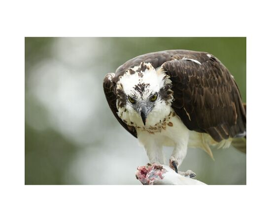 SONY FE FE 400-800mm f/6.3-8 G OSS