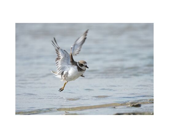 SONY FE FE 400-800mm f/6.3-8 G OSS