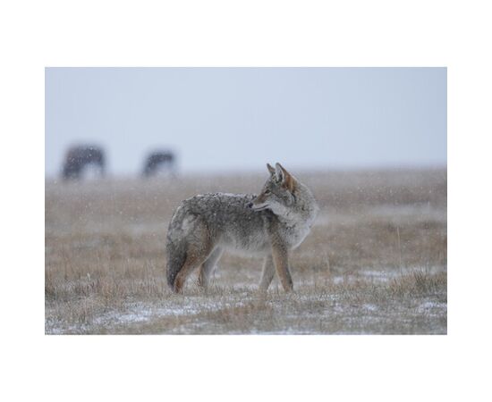 SONY FE FE 400-800mm f/6.3-8 G OSS