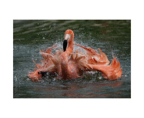 SONY FE FE 400-800mm f/6.3-8 G OSS