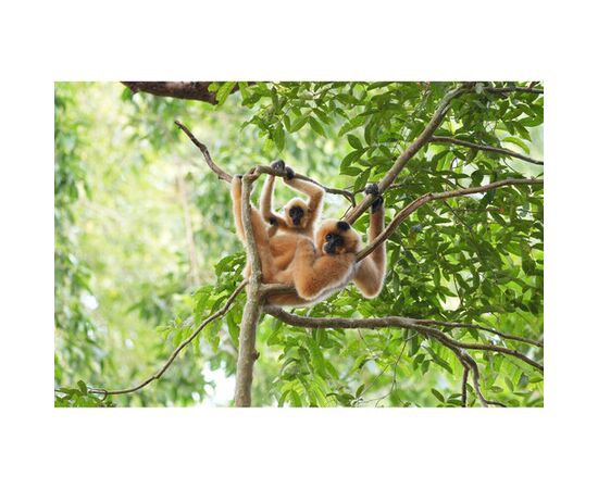 SONY FE FE 400-800mm f/6.3-8 G OSS